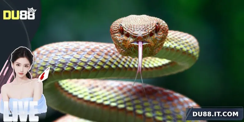 mơ thấy rắn du88